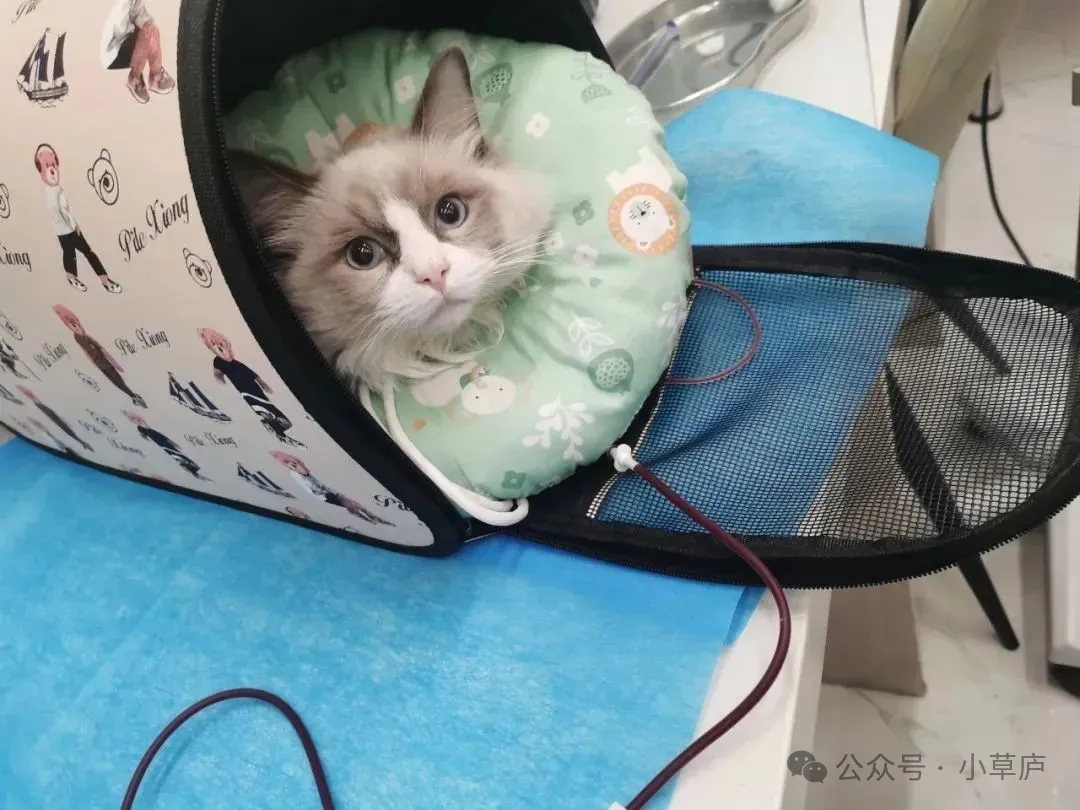 正在输血的林椰子