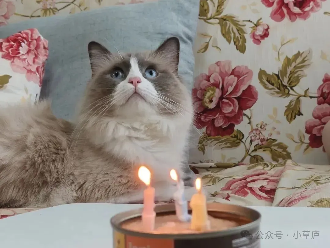 林椰子过 3 岁生日